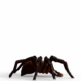 Schleich Wizarding World Harry Potter - Aragog, Spielfigur 